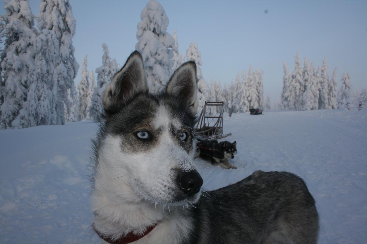 Sielikkö Aurora Log Apartments Saariselkä Exteriör bild